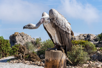 vulture standing on a stump