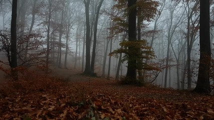 Poster - Low angle shot in foggy forest during moody autumn day. Red leaves on the ground