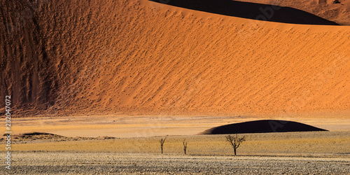 Fotografie, Obraz Close view of the dead drought trees at the foot of red sand dunes