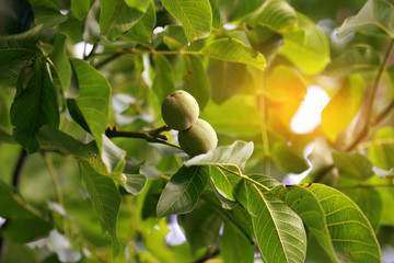 young green greek nuts grow on a tree with solar reflections