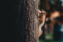 A Squirrel On The Side Of The Tree Looking At The Camera