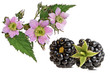 Blackberry and blackberry flower isolated on white background clipping path