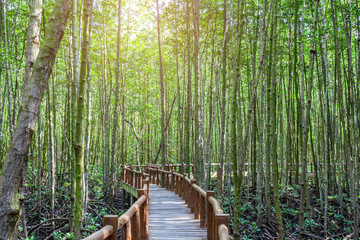 The walkway at the wood bridge in the forest.selective focus.