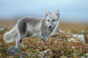 Wall Mural - arctic fox in a fall setting on a cold part of norway