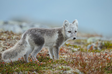 Wall Mural - arctic fox in a fall setting on a cold part of norway