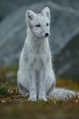 Wall Mural - arctic fox in a autumn setting in the arctic part of norway