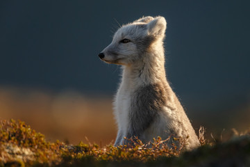 Wall Mural - Arctic fox in a autumn setting in the arctic part of Norway