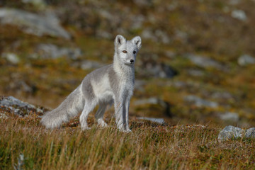 Wall Mural - arctic fox living in the arctic part of norway seen in a autumn setting.