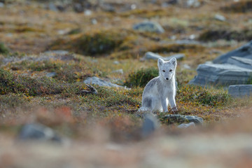 Wall Mural - Arctic fox living in the arctic part of Norway, seen in autumn setting.