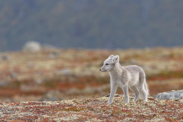 Wall Mural - Arctic fox living in the arctic part of Norway, seen in autumn setting.