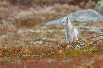 Wall Mural - Arctic fox living in the arctic part of Norway, seen in autumn setting.