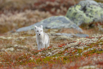 Wall Mural - Arctic fox living in the arctic part of Norway, seen in autumn setting.