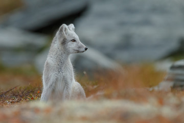 Wall Mural - Arctic fox living in the arctic part of Norway, seen in autumn setting.