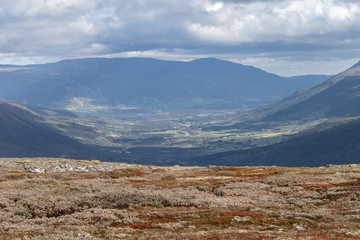 Wall Mural - Arctic fox living in the arctic part of Norway, seen in autumn setting.