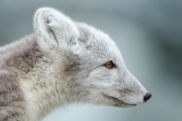 arctic fox living in the arctic part of norway, seen in autumn setting.