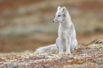 Wall Mural - Arctic fox living in the arctic part of Norway, seen in autumn setting.