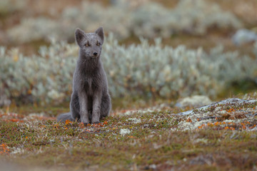 Wall Mural - Arctic fox living in the arctic part of Norway, seen in autumn setting.