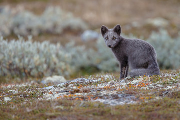 Wall Mural - Arctic fox living in the arctic part of Norway, seen in autumn setting.