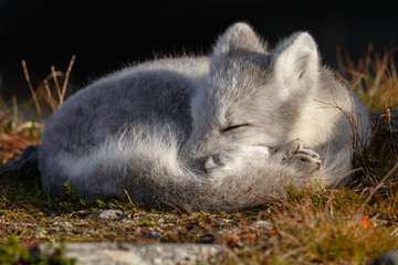 Wall Mural - Arctic fox living in the arctic part of Norway, seen in autumn setting.