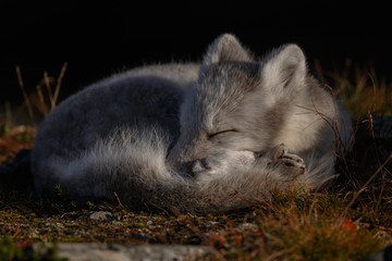 Wall Mural - Arctic fox living in the arctic part of Norway, seen in autumn setting.