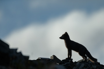 Wall Mural - Arctic fox living in the arctic part of Norway, seen in autumn setting.