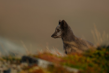 Wall Mural - Arctic fox living in the arctic part of Norway, seen in autumn setting.