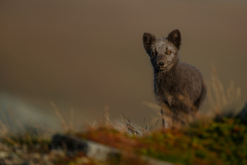 Wall Mural - Arctic fox living in the arctic part of Norway, seen in autumn setting.