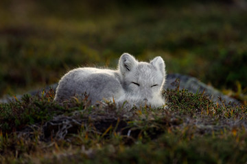 Wall Mural - Arctic fox living in the arctic part of Norway, seen in autumn setting.