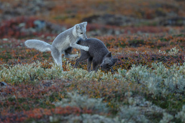 Wall Mural - Arctic fox living in the arctic part of Norway, seen in autumn setting.