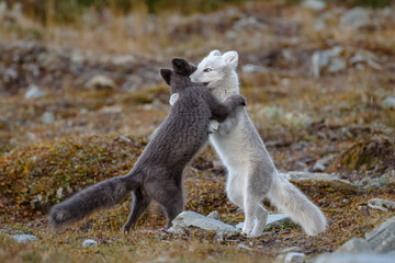 arctic fox living in the arctic part of norway, seen in autumn setting.