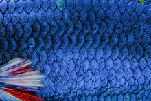 Fish Scale Siamese Betta Fish Beautiful Color Background