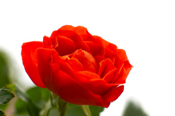 Wall Mural - Red rose on a white background. Macro. Bright red rose and green petals on a white background. Flower closeup in spring and summer. There is space for text.