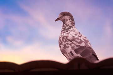 Close up a pigeon or above on roof of house, it is standing alone on roof and blue sky on background.