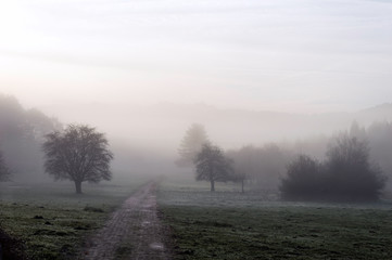 A rural road that crosses two magnificent trees through a beautiful fog in the fields of the valley. The treetops protrude from the fog. Travel in the fog. Spain. Euskadi Natural park of Gorbea.