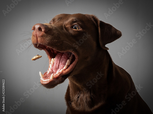 Hund Labrador braun fängt leckerlie keks in der luft und schnappt danach  vor grauem Hintergrund Stock Photo | Adobe Stock