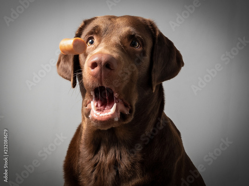 Hund Labrador braun fängt leckerlie keks in der luft und schnappt danach  vor grauem Hintergrund Stock-Foto | Adobe Stock