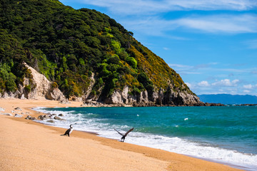 2 Shag birds stand on the beautiful beach along the coastline in Abel Tasman National Park, South Island, New Zealand.