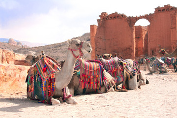 Wall Mural - Camels and Qasr Al-Bint, Petra, Jordan