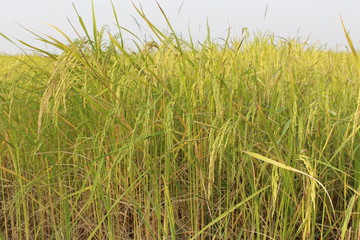 field of wheat