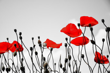 Guts beautiful poppies on black and white background 