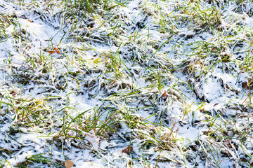 Poster - green grass on lawn covered with the first snow