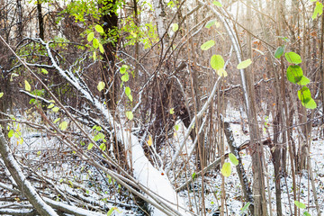 Poster - last leaves illuminated by sun on broken trees