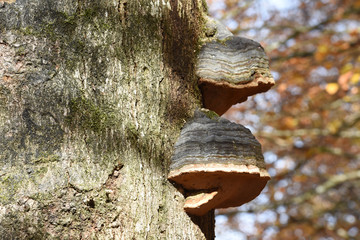 Poster - foret bois arbre champignon