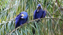 Two Hyacinth Macaws On A Palm Tree Eat The Fruits Of Oil Palm. Rare View. High Quality Video. Natural Sound. Brazil. Pantanal