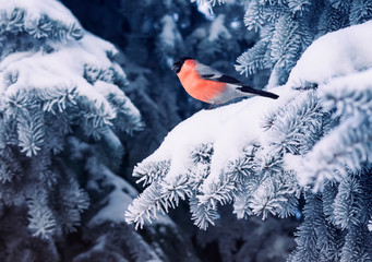 Wall Mural - new year postcard bird bullfinch on a branch of a festive spruce with shiny hoarfrost sits in a beautiful winter park