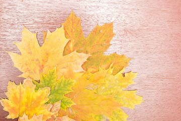 Wall Mural - bunch of autumn maple leaves on a wooden painted surface