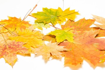 Wall Mural - heap of maple leaves