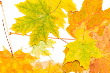 Wall Mural - many colorful maple leaves on white