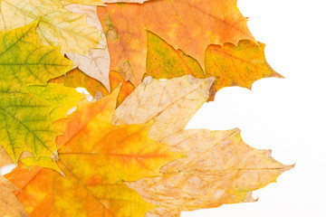 Wall Mural - maple leaves in the left corner macro