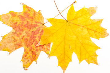 Wall Mural - two maple leaves